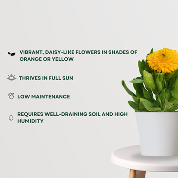 Calendula flowering plant